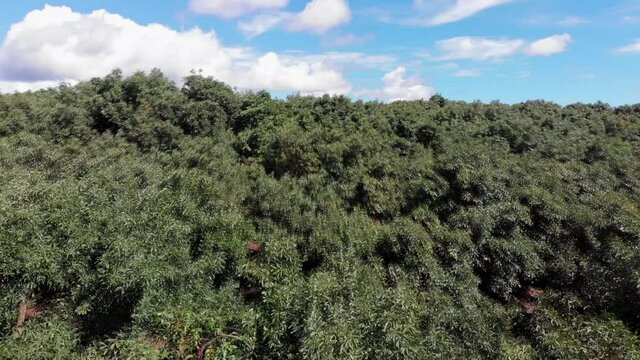 DRONE FLYNG OVER AVOCADO FIELDS IN MICHOACAN