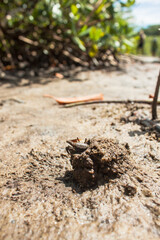 Fiddler Crab (1/4)