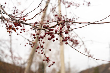 Red ripe ranetki on tree branches in autumn.