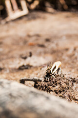Fiddler Crab (3/4)