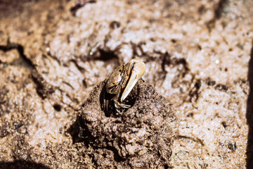 Fiddler Crab (4/4)