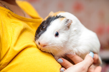 the guinea pig sits in the arms of its mistress