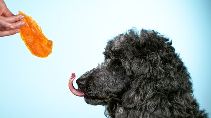 Freeze Motion shoot of black standard poodle sticking out