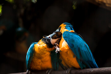 Macaws Playing (2/2)