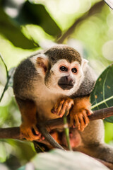 Squirrel Monkey (2/2)