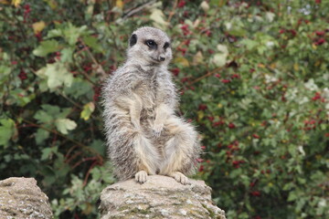 Fototapeta premium meerkat on the lookout
