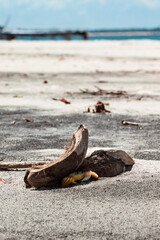 Atlantic Ghost Crab (1/2)