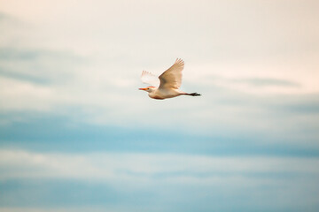 Cattle Egret