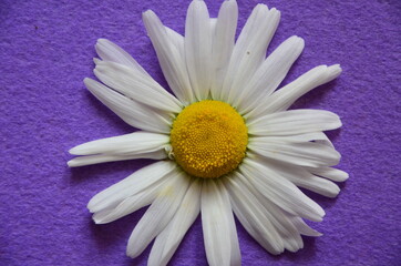 WHITE FLOWER