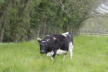 Une vache bretonne pie noir