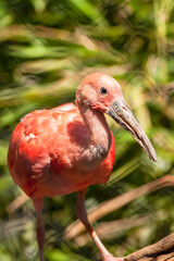 Scarlet Ibis (2/5)