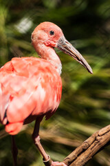 Scarlet Ibis (4/5)