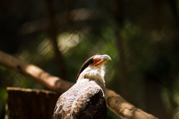 Southern Crested Caracara (2/3)