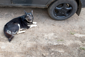 dog tramp lies near the car