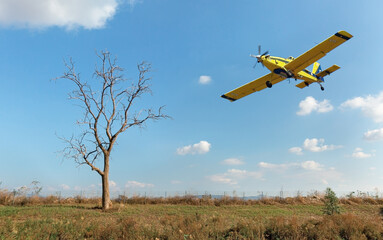 landscape lonely tree and plane in sky