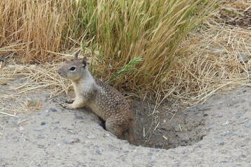 A ground squirrel enjoying a beautiful spring day in the Merced National Wildlife Refuge in California.