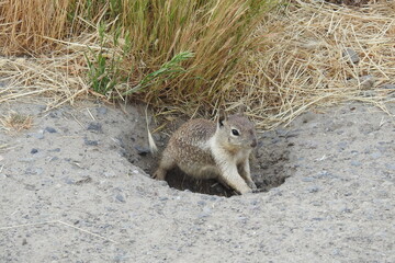 A ground squirrel enjoying a beautiful spring day in the Merced National Wildlife Refuge in California.