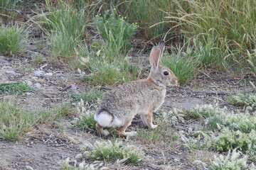 A desert cottontail rabbit enjoying a beautiful spring day at the Merced National Wildlife Refuge in California.