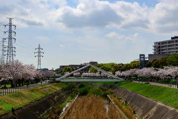 満開の桜　新横浜　鳥山川