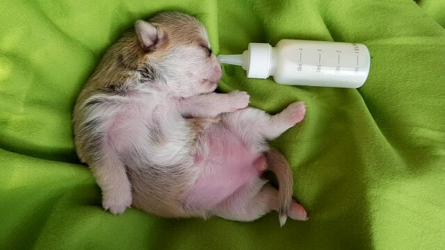a newborn chihuahua puppy is asleep and its paws are twitching. the dog was fed milk from a bottle. a well-fed dog