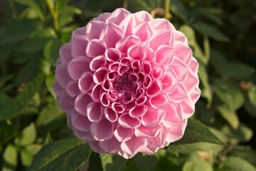 Dahlia Pink Ball