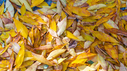 Yellow leaves