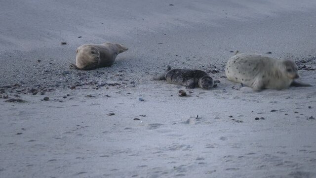 Newborn harbor seal pup scooting on sand with its mother. Mom has blood on her mouth from helping baby break out of the amniotic sac.