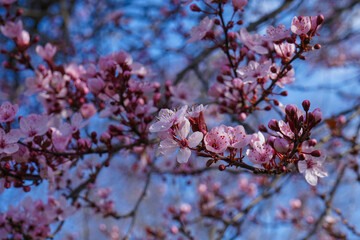 Cherry plum blossoms in the spring