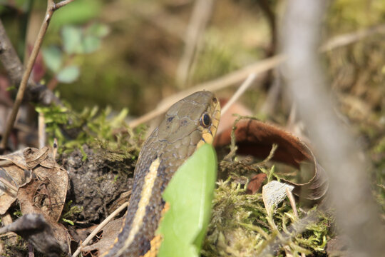 Selective focus shot of the head of a common garter snake (Thamnophis sirtalis) in the grass