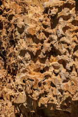 Tree trunk eaten by insectsc closeup as wooden background
