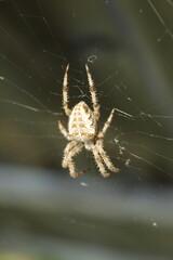 mountain spider on his web