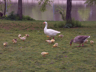 ptak zwierze natura flora hiszpania wiosna © Piotr