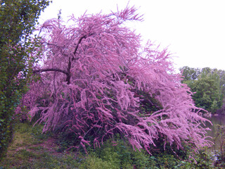 drzewo kwitnące park natura roślina wiosna © Piotr