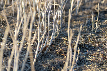 Fototapeta premium Standing canola (rapeseed) crop stubble in field in spring