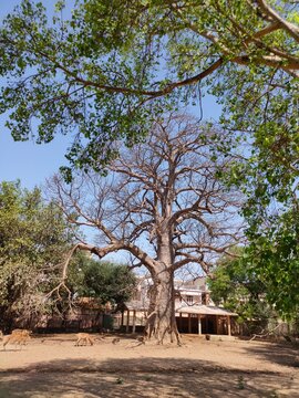 This Is Approx. 75 Years Old Tree Which Is Standing Strongly.