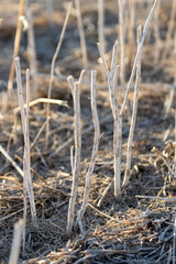 Fototapeta premium Standing canola (rapeseed) crop stubble in field in spring