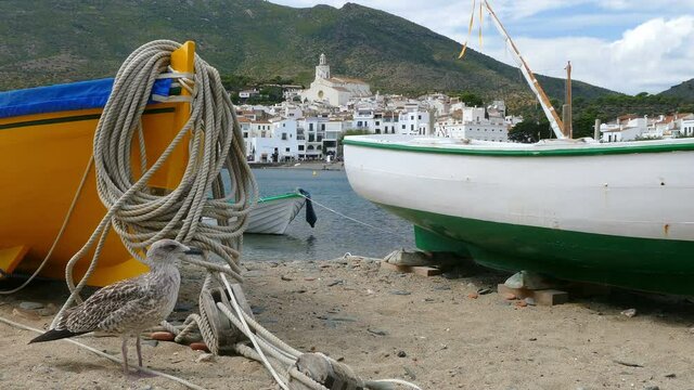 Curious marine scene. 
Seagull (Larus fuscus intermedius - young specimen) walking between small fishing boats stranded on the sand in the background of the tourist village of Cadaques,Catalonia,Spain