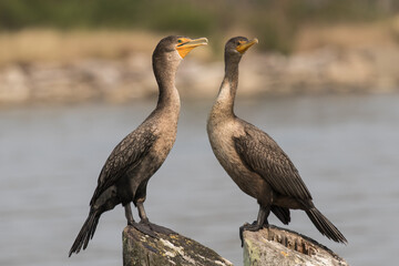 Obraz premium Two Crested Cormorants in Coos Bay, Oregon