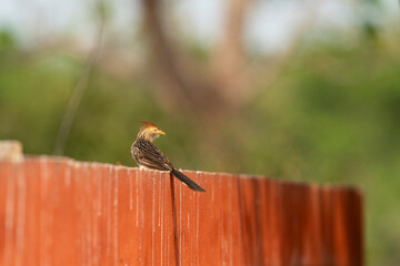 The Guira cuckoo (Guira guira)