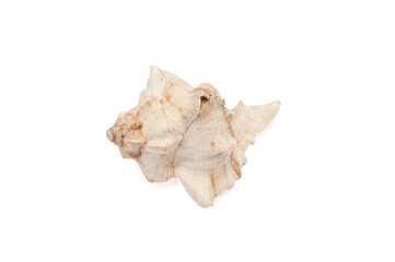 Seashell isolated on white background