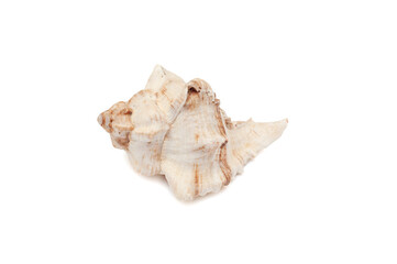 Seashell isolated on white background