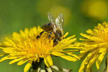 Honey bee close up on dandelion flower. Bee full of pollen collecting nectar on a wild yellow dandelion flower, blurred green spring background