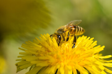Honey bee close up on dandelion flower. Bee full of pollen collecting nectar on a wild yellow dandelion flower, blurred green spring background