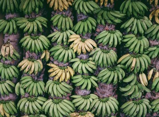 Fototapeta premium banana background