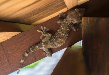 huge gecko under roof on the wooden deck hiding from the heat 