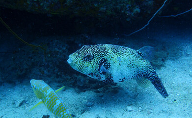 underwater closeup of huge puffer fish
