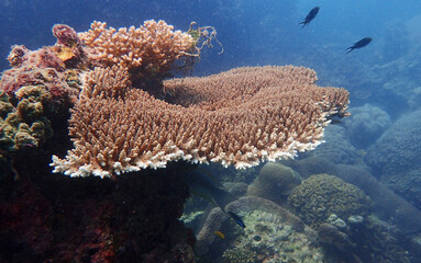 underwater diving landscape of coral reefs different shapes with sun beams playing on coral formation 