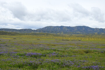 The beautiful scenery of the Carrizo Plain National Monument, wildflower super bloom, San Luis Obispo County, California.
