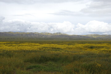 The beautiful scenery of the Carrizo Plain National Monument, wildflower super bloom, San Luis Obispo County, California.