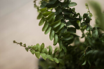 Zielone liście paproci na rozmytym tle